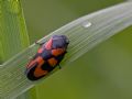 Cercopis vulnerata